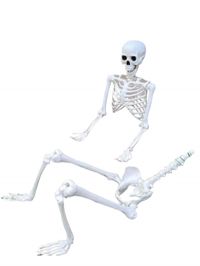Скелет человека Skeleton, 165 см-1