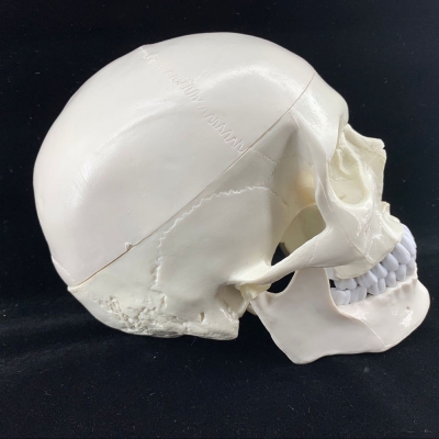 Модель черепа Bone разборная 1:1-4