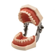 Cтоматологическая модель челюсти со съемными зубами 28Dent