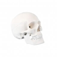 Модель черепа Bone разборная 1:1