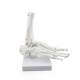 Модель скелета голеностопного сустава человека Bone
