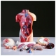 Анатомическая модель торса человека с органами Bone разборная 42см