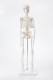Модель скелета человека Bone учебная 45см