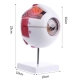 Анатомическая модель глазного яблока человека Eye-Ball X6
