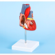 Анатомическая модель сердца человека Bone NumbX1 пронумерованная